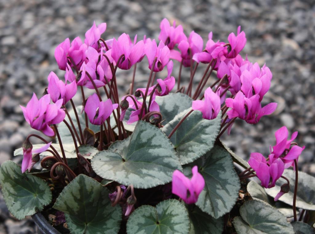 Cyclamen purpurascens (азиатский)