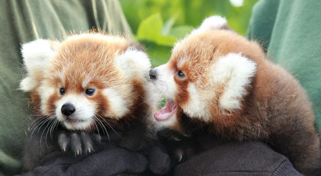 Малыши красной панды