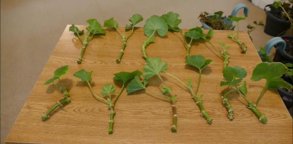 Как посадить отросток герани без корней: особенности ухода и размножения, советы и рекомендации