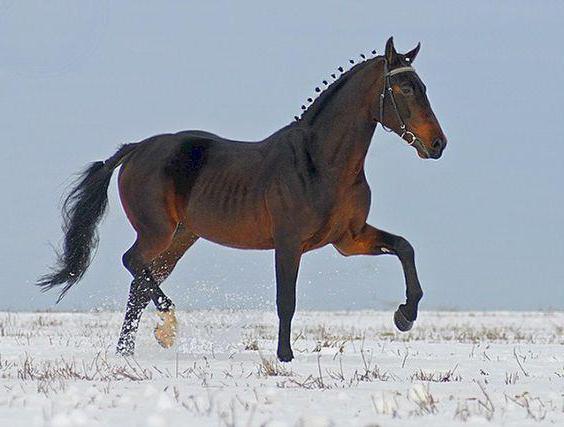 орловская порода лошадей фото