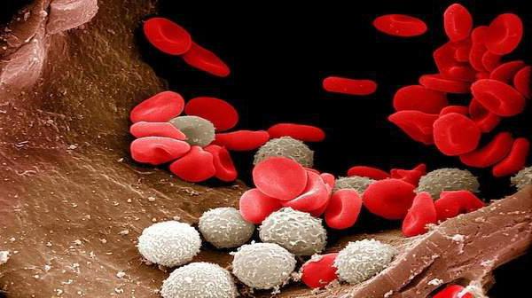 форменные элементы крови лейкоциты