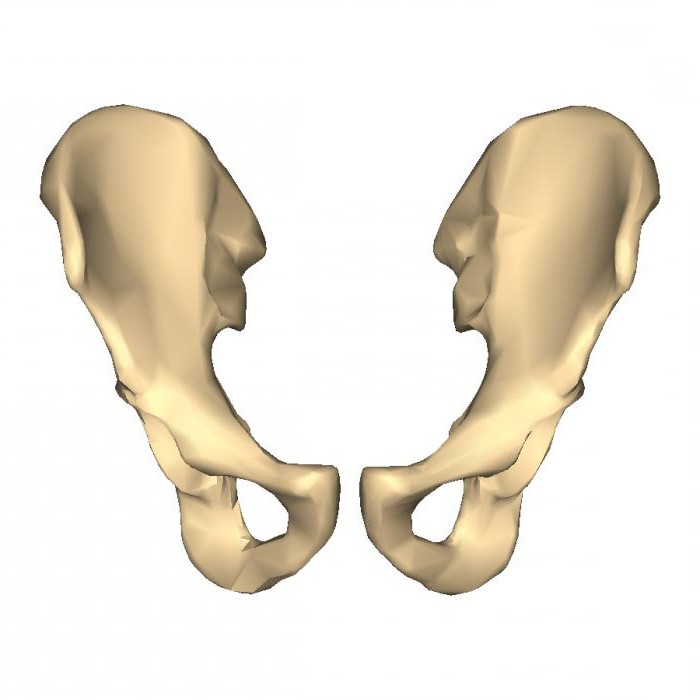анатомия человека тазовая кость