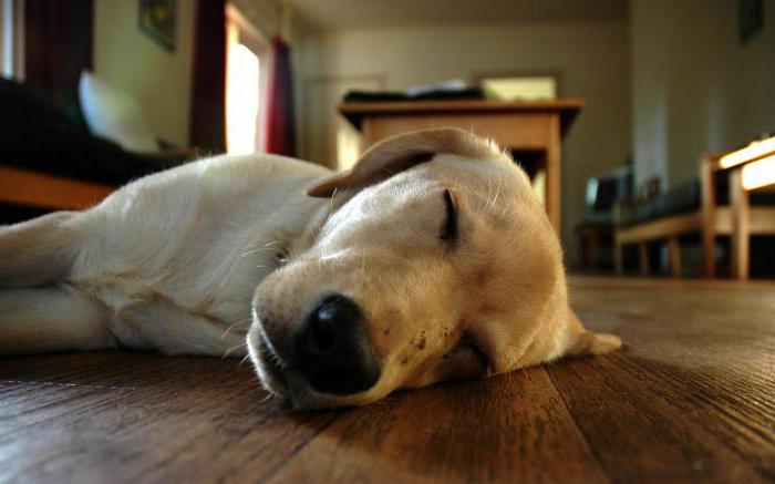 сколько должна спать собака в сутки