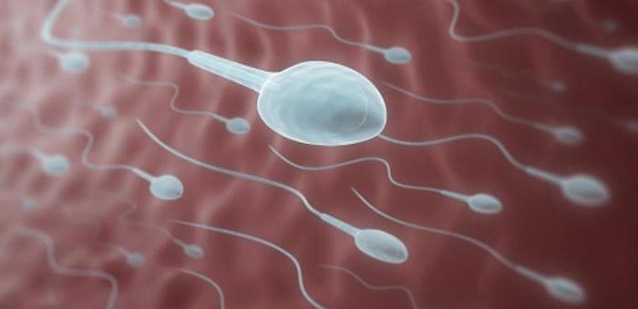 вязкость спермы