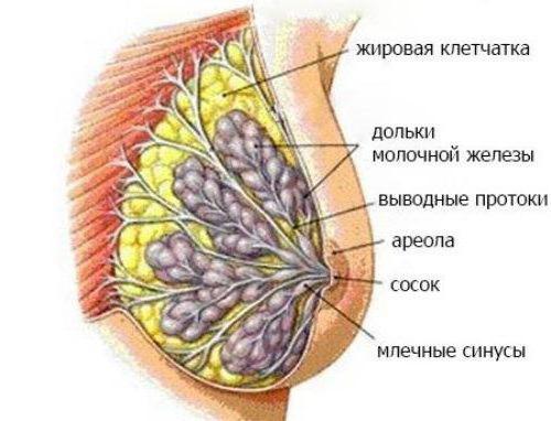 связки купера уплотнены что это 