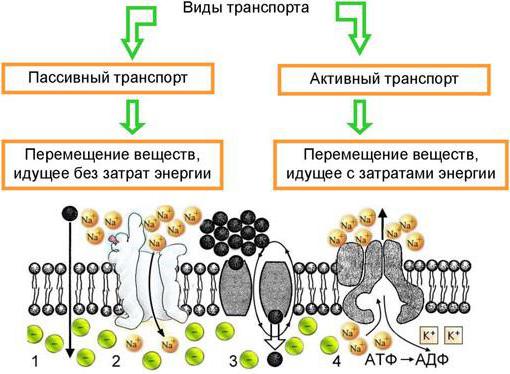 пассивный транспорт мембраны 