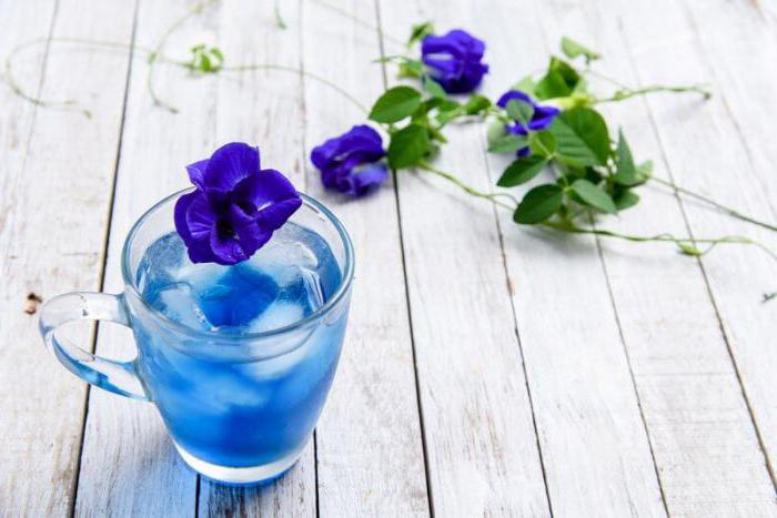 синий чай из цветков клитории 