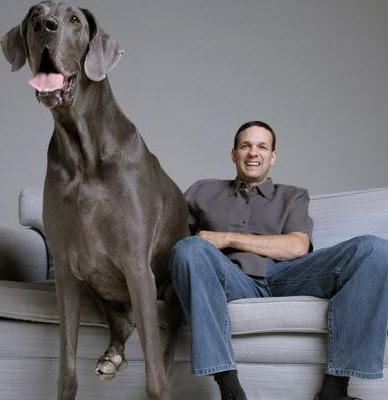 Самая высокая собака в мире.