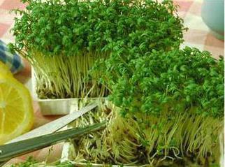 как выращивать кресс салат на подоконнике зимой