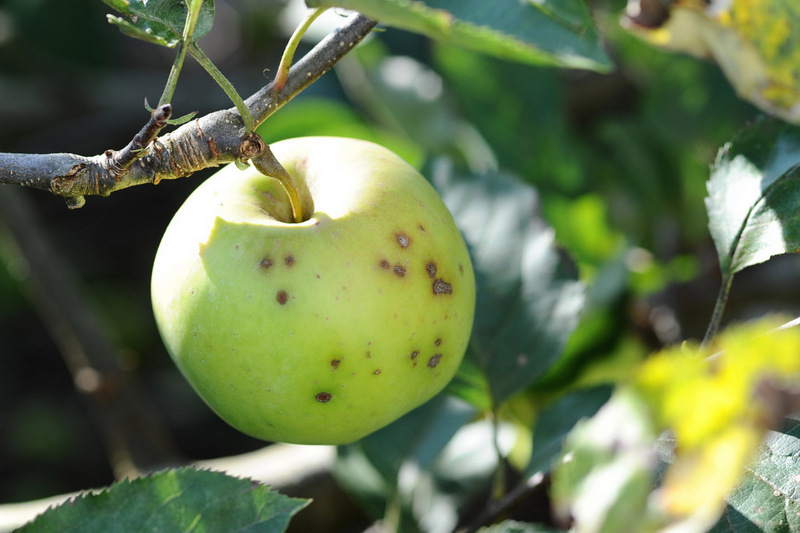 обработка яблонь от болезней