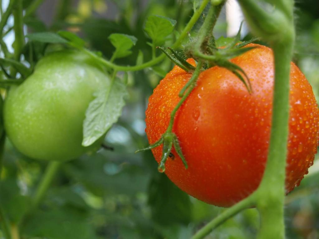 выращивание томата