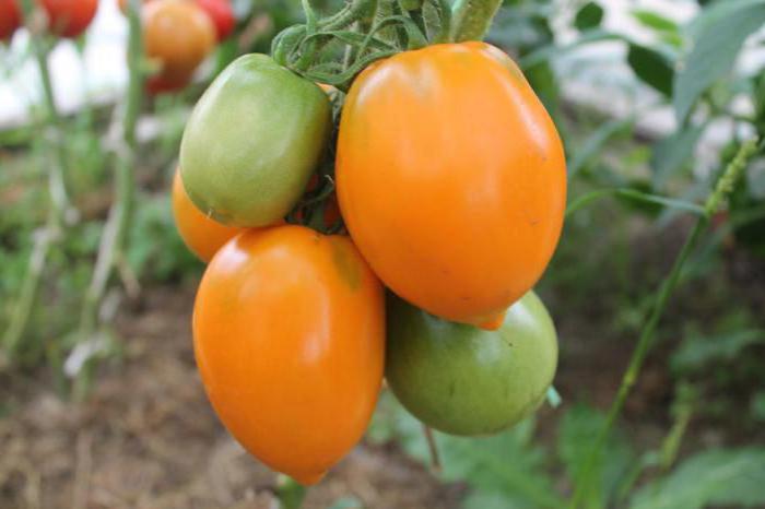 томат южный загар описание