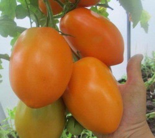 сорт томата южный загар