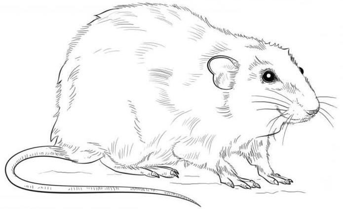 как нарисовать крысу