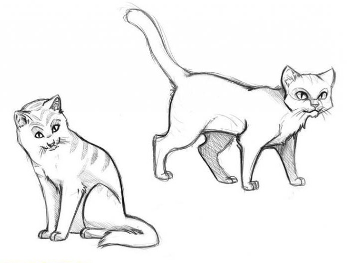 как нарисовать кота-воителя карандашом поэтапно