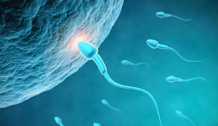 характеристика сперматогенеза 