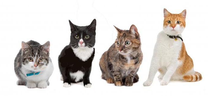 фитоэлита здоровые почки для кошек отзывы 