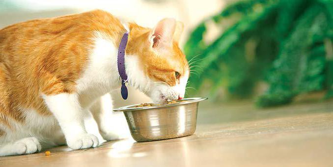фитоэлита для кошек и собак здоровые почки 