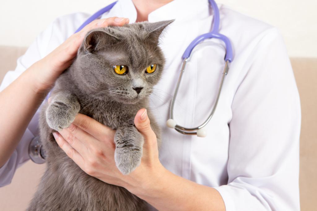 Лечение кошачей чумки