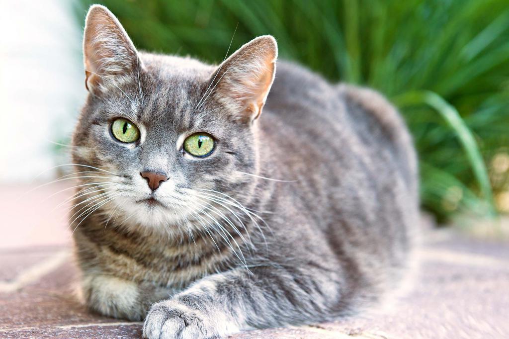 Парентеральный клещ у кошек - лечение