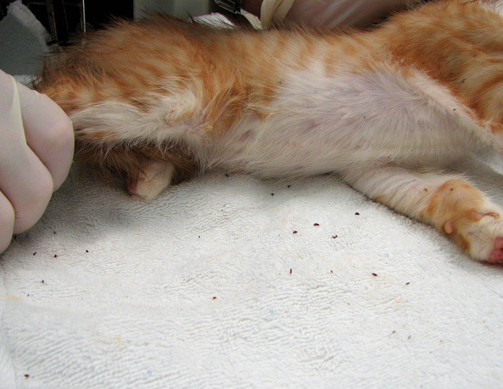 Парентеральный клещ у кошек - признаки и лечение