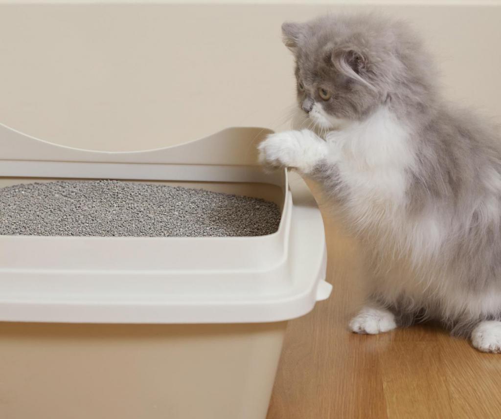 Как приучить котенка к лотку в квартире