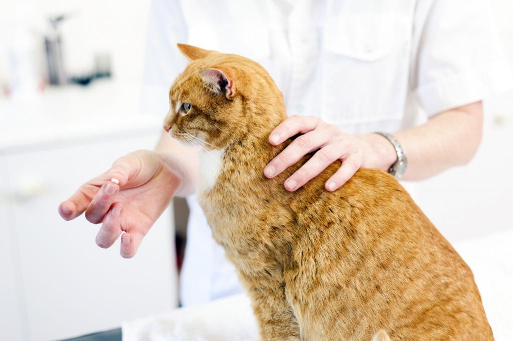 Витамины для кошек - для иммунитета