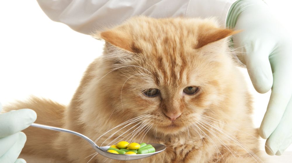 Как дать витамины кошке