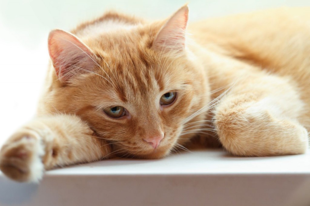 Противовирусные препараты для кошек широкого спектра действия