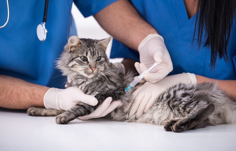 Противовирусное для кошки в уколах