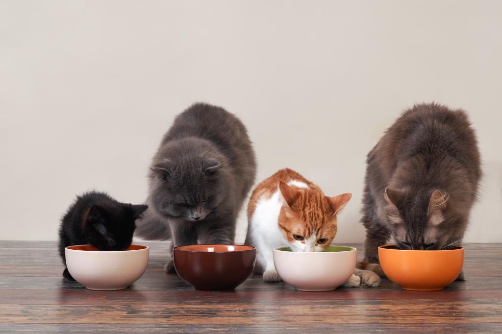 Корм для кошек Mealfeel: отзывы ветеринаров о качестве
