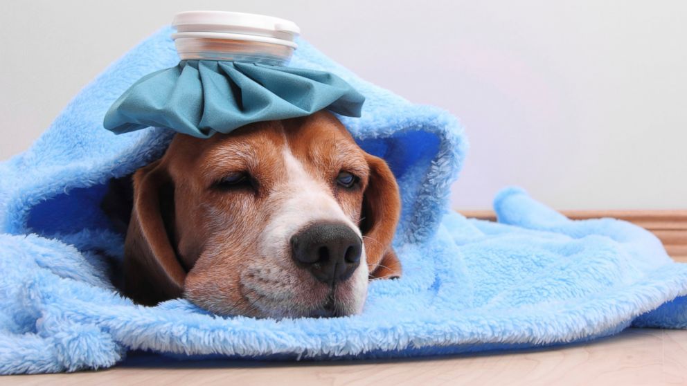 Перитонит у собак: причины, симптомы, диагностика, лечение, прогноз