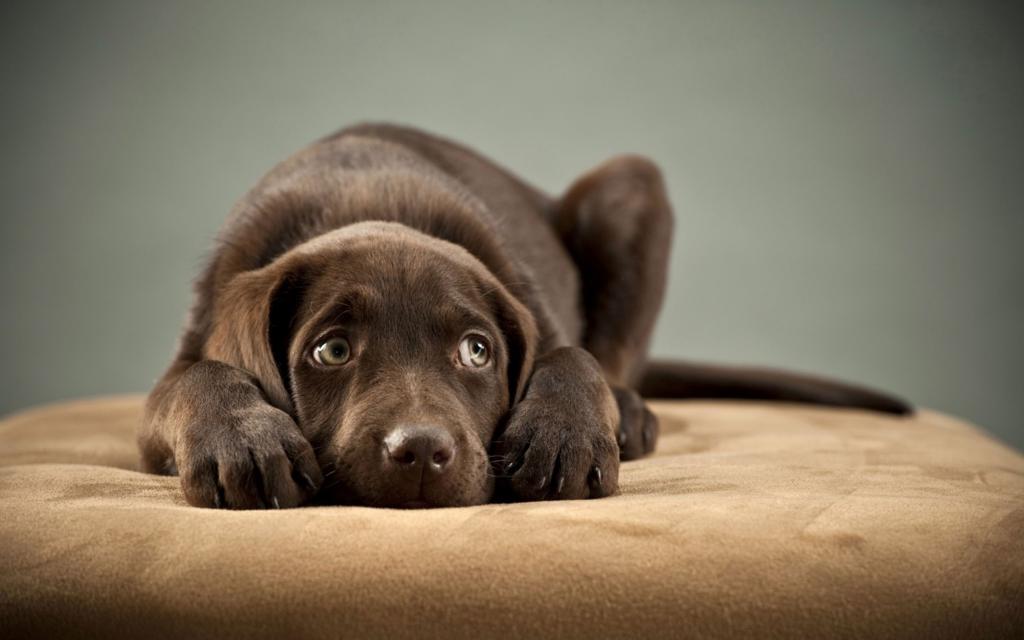 Перитонит у собак: причины, симптомы, диагностика, лечение, прогноз