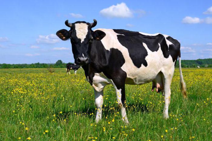 классификация эндометритов у коров