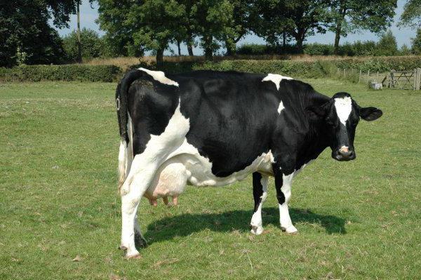 связь эндометрита у коров с маститом 