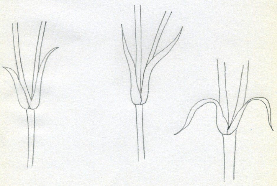 Шаг 4. Листья и стебли