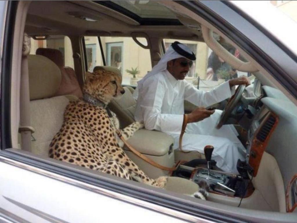 шейх в машине и гепард