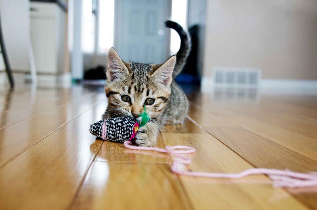 милый котенок со шнурком