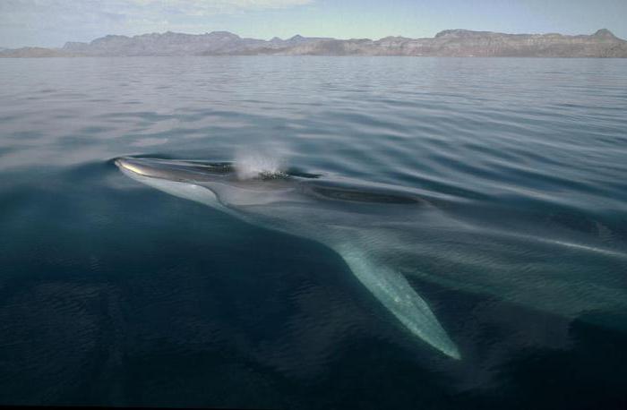места обитания сельдяного кита