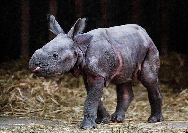 как называется детеныш носорога