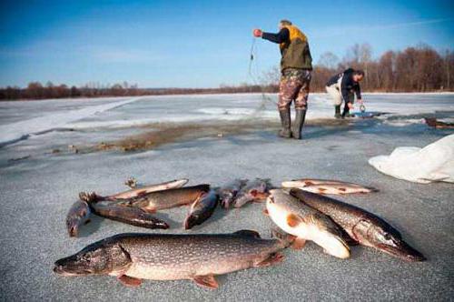ловля рыбы сетью подо льдом