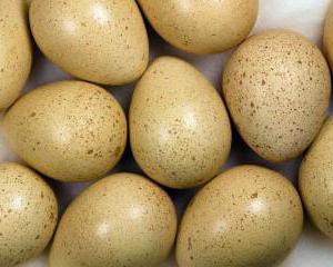 яйца фазана фото