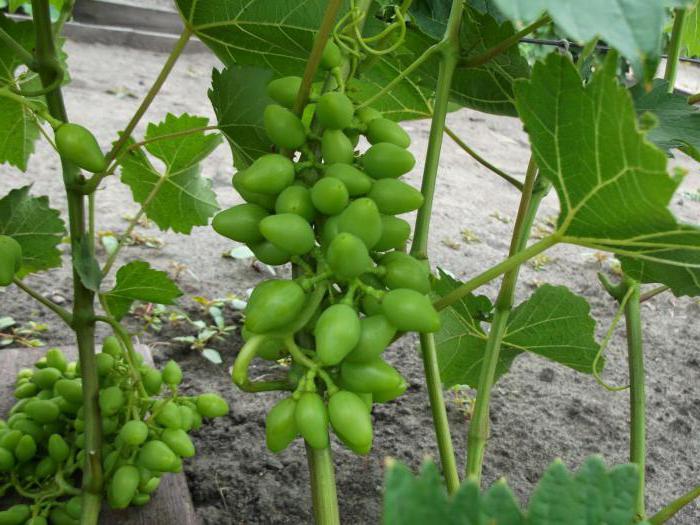 виноград надежда аксайская описание сорта