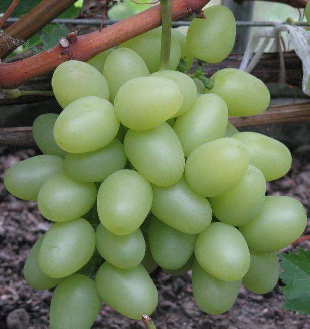 сорт винограда надежда аксайская