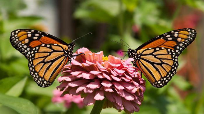 миграция бабочек данаида монарх