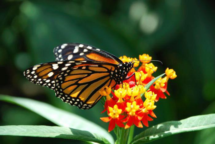 образ жизни бабочки данаида монарх