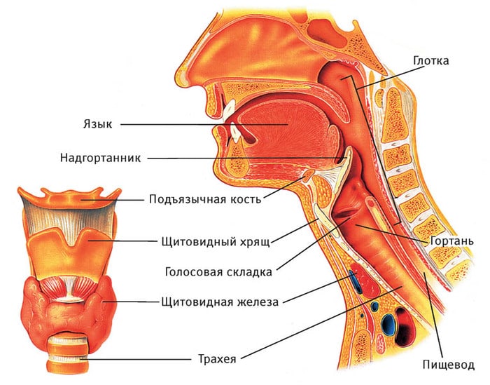 Устройство горла человека