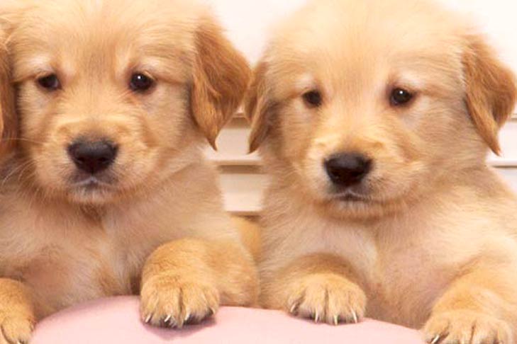 Капли на холку от глистов для собак: названия, инструкция по применению и отзывы о качестве