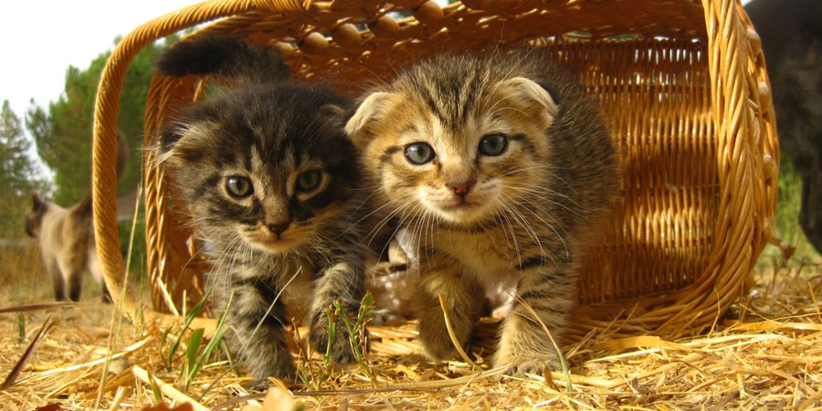 Два котенка в корзине
