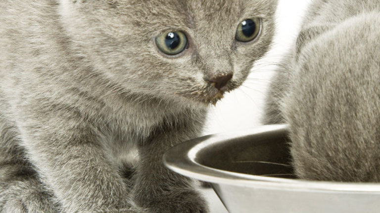 Чем кормить шотландского вислоухого котенка в 2 месяца и как за ним ухаживать